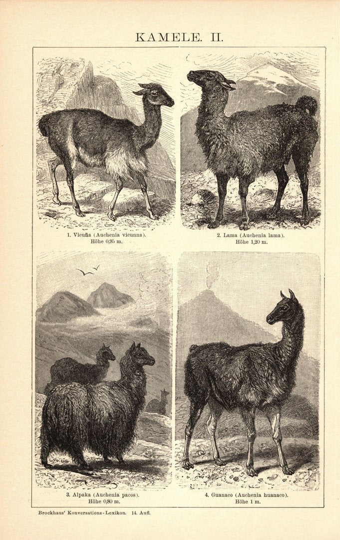 Kamele . Buchillustration (Stich) von 1897