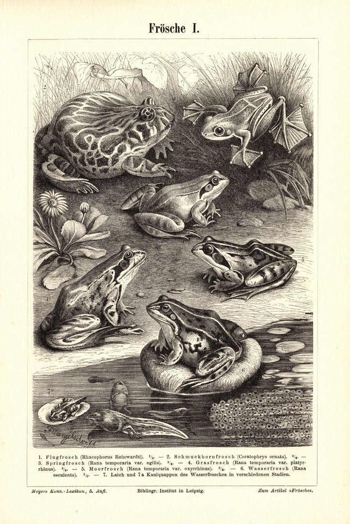 Frösche . Buchillustration (Stich) von 1895