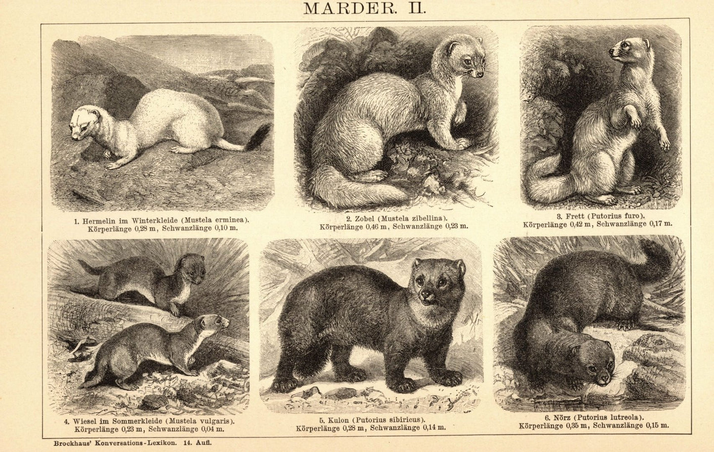 Marder. Buchillustration (Stich) von 1897