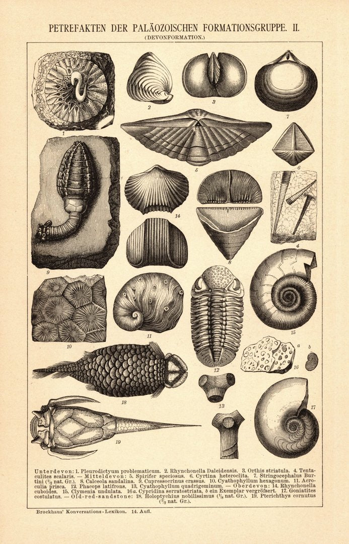 Petrefakten der Paläozoischen Formationsgruppe I-II. Buchillustration (Stich) von 1897