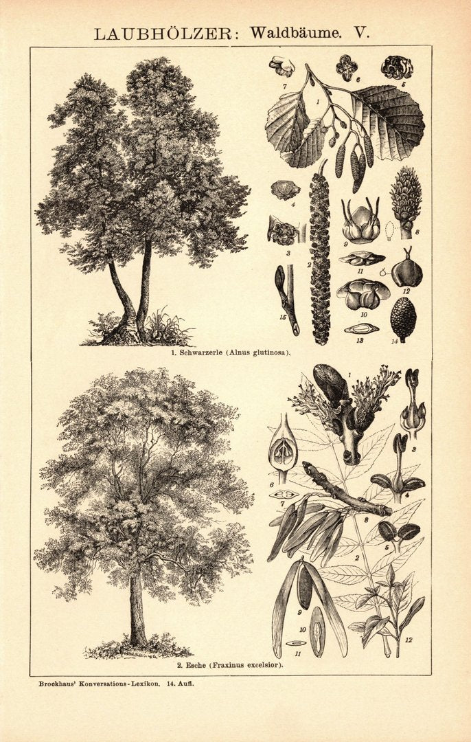 Laubhölzer, Waldbäume V-VI. Buchillustration (Stich) von 1897