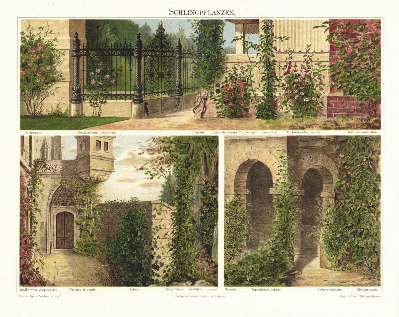 Schlingpflanzen, Efeu, Wein, Kletterrose u.a. Lithografie von 1897