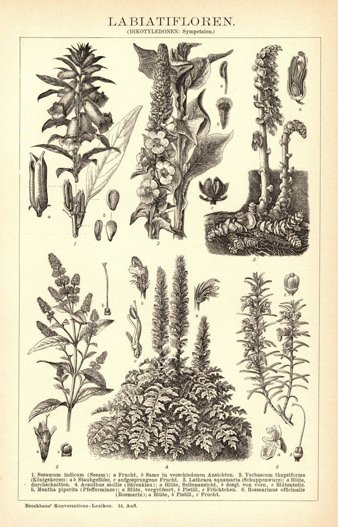 Labiatifloren. Buchillustration (Stich) von 1897