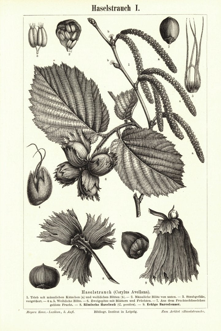 Haselstrauch. Buchillustration (Stich) von 1894