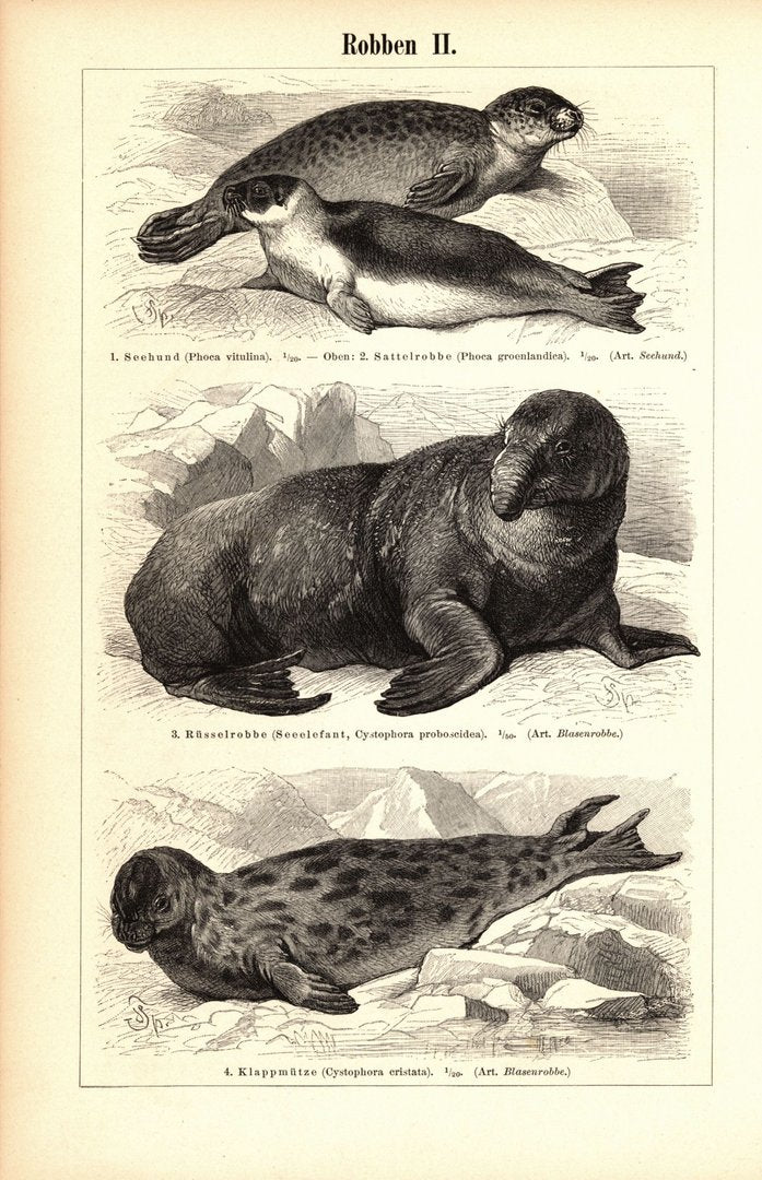 Robben. Buchillustration (Stich) von 1897