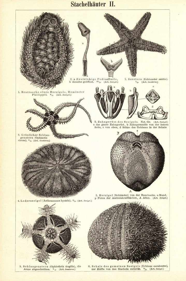 Stachelhäuter. Buchillustration (Stich) von 1897