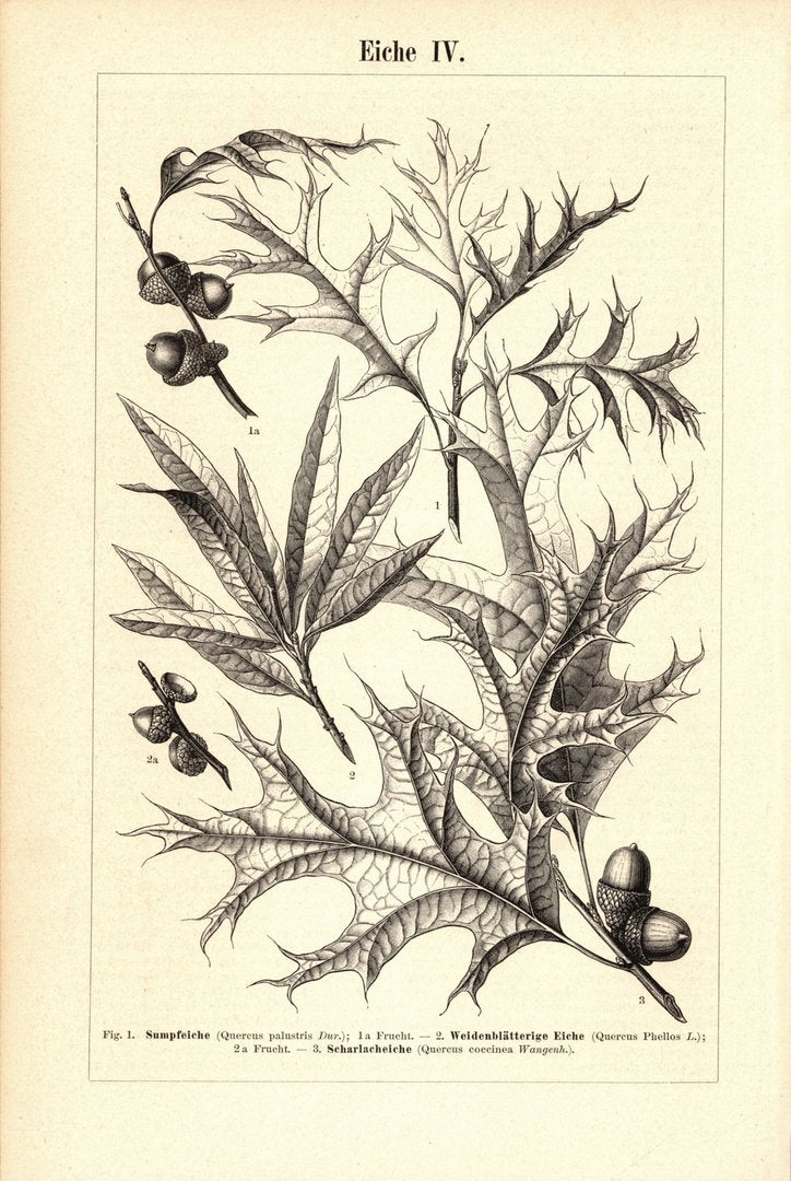 Eiche III-IV. Buchillustration (Stich) von 1895
