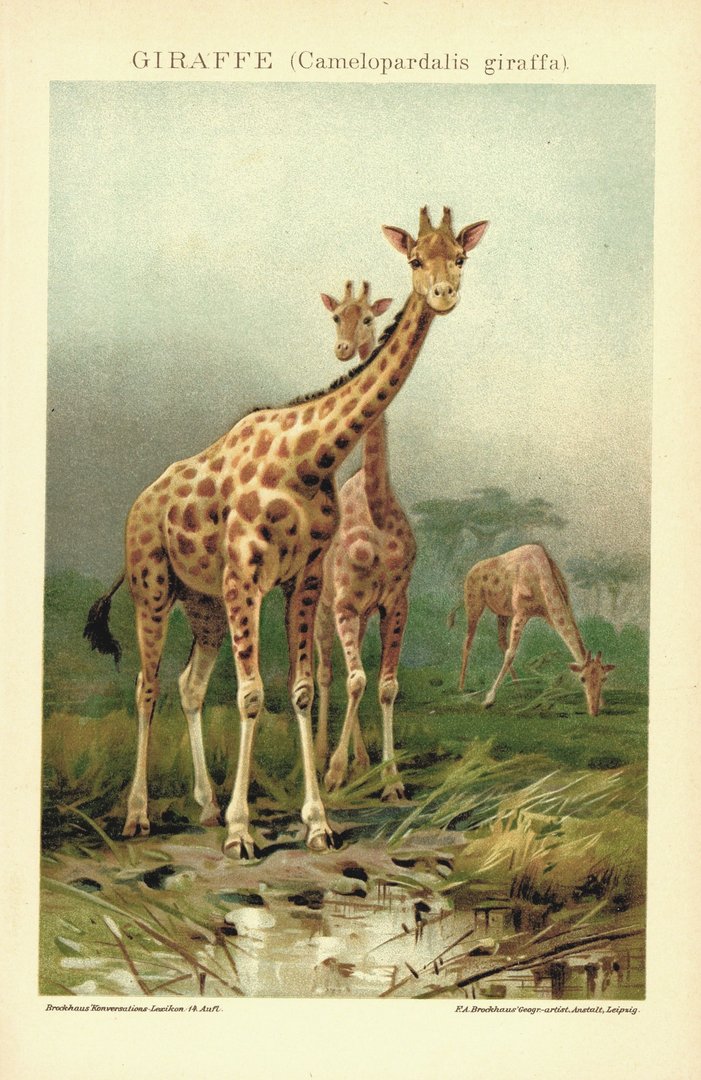 Giraffe . Lithografie von 1920