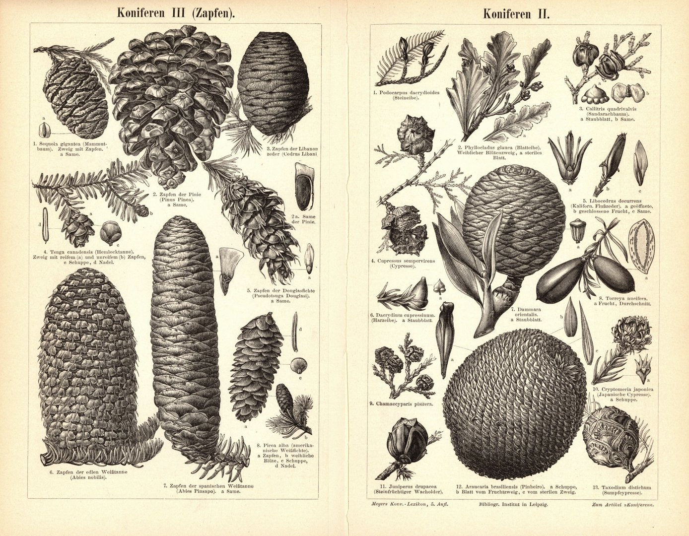 Koniferen. Buchillustration (Stich) von 1896