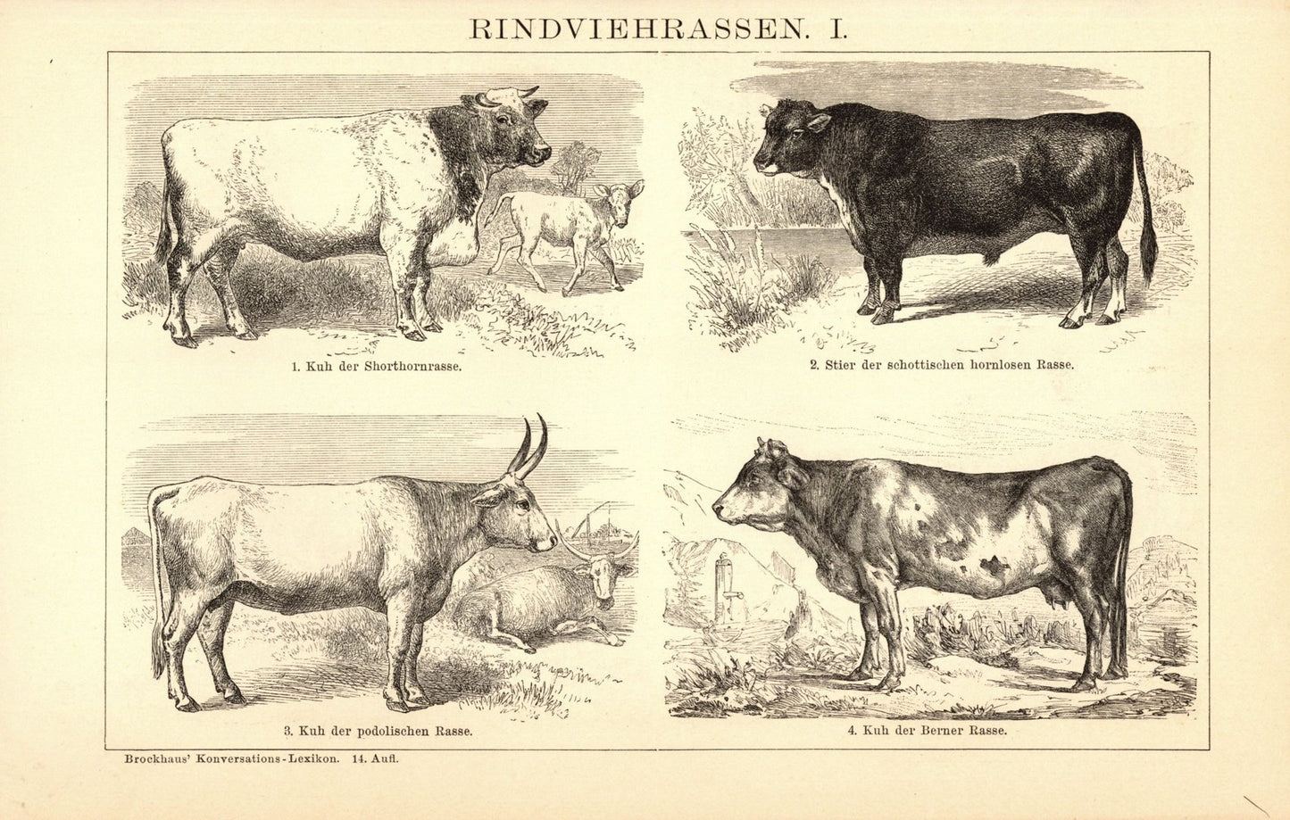 Rindviehrassen. Buchillustration (Stich) von 1897