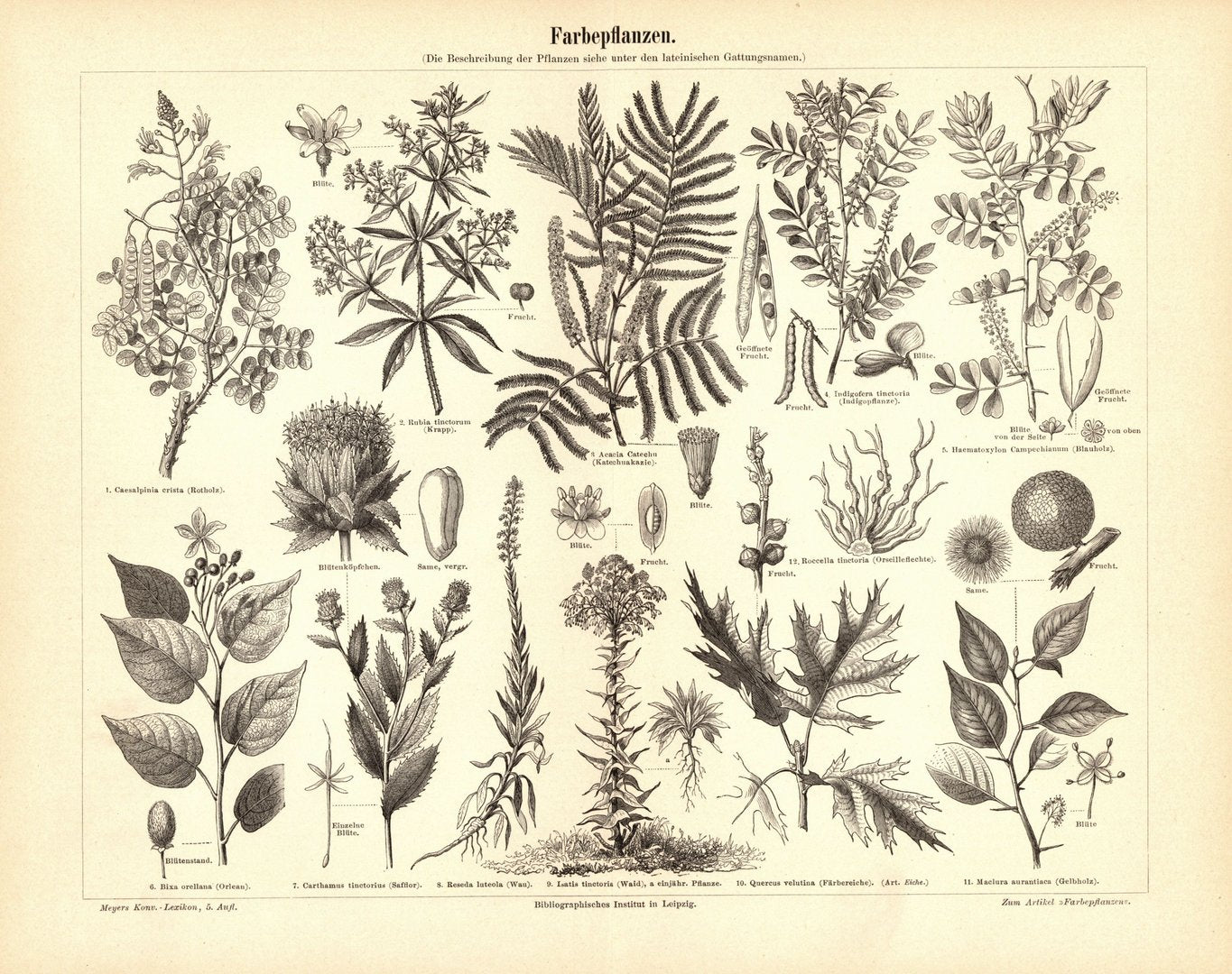 Farbepflanzen. Buchillustration (Stich) von 1895