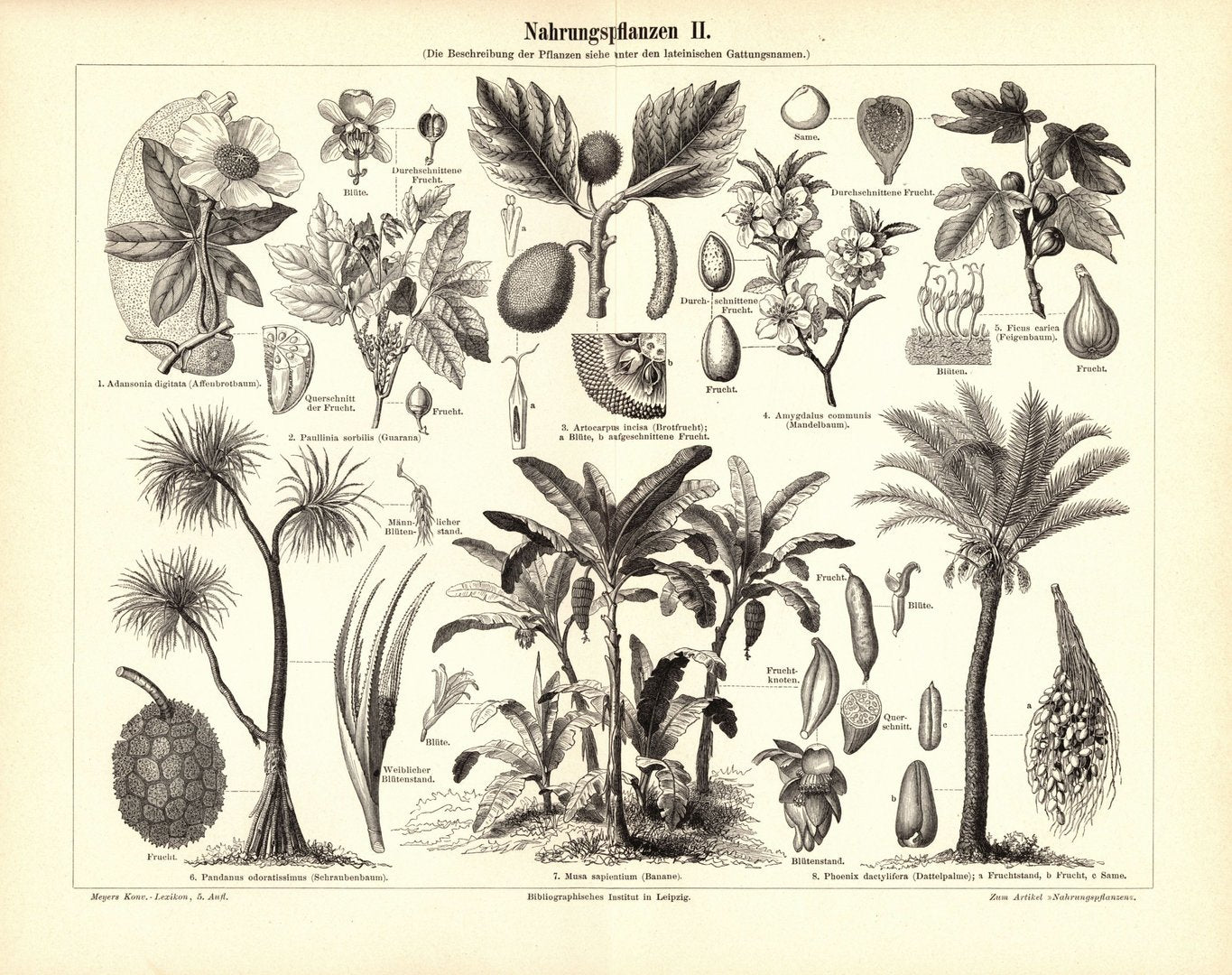 Nahrungspflanzen II. Buchillustration (Stich) von 1897