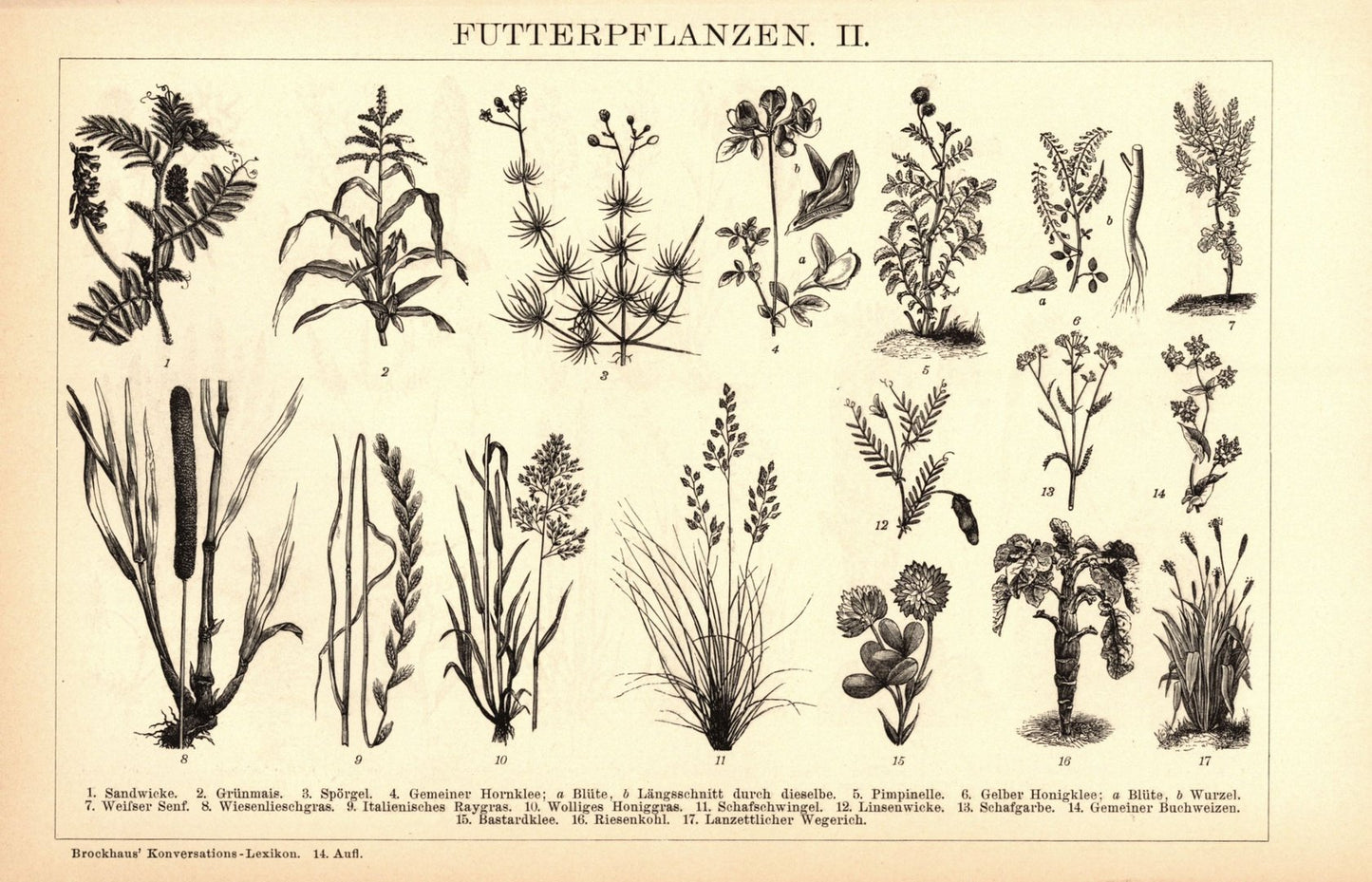 Futterpflanzen I-II. Buchillustration (Stich) von 1897