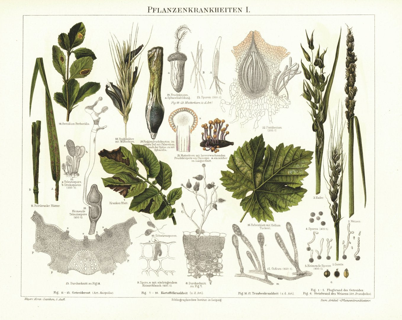 Pflanzenkrankheiten. Lithografie von 1896