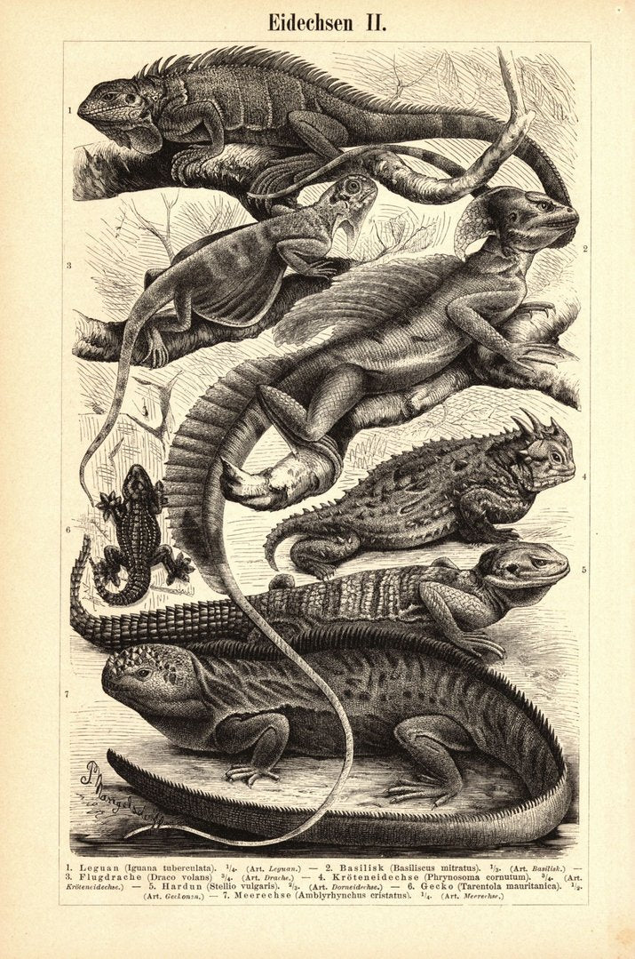 Eidechsen. Buchillustration (Stich) von 1895
