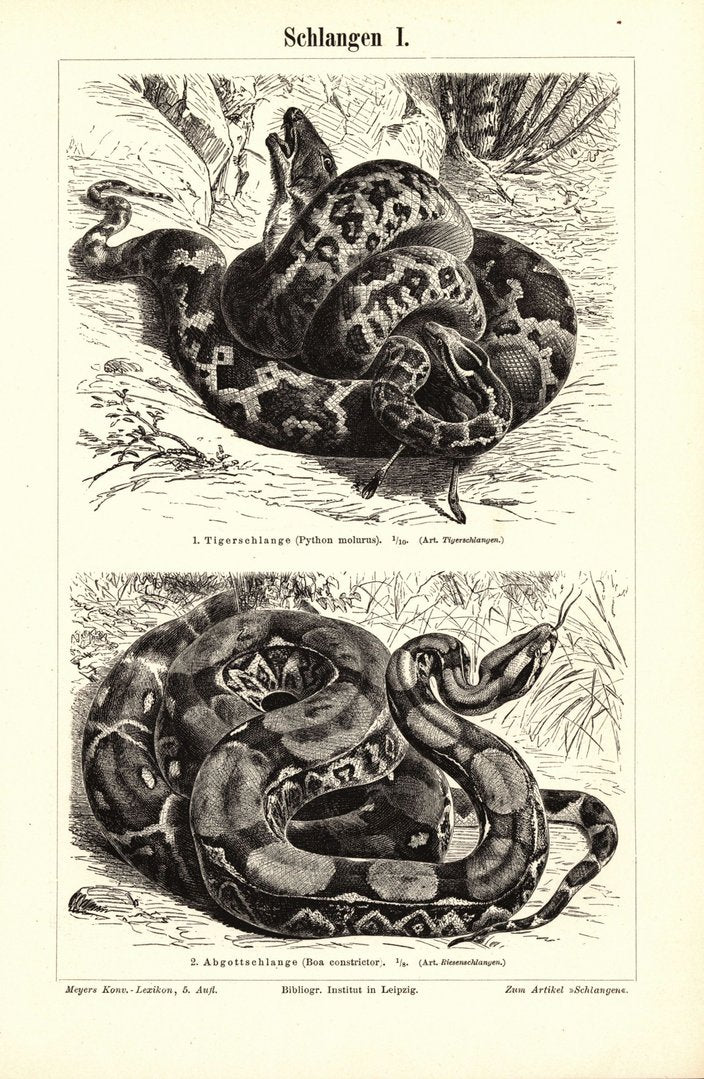 Schlangen I-II. Buchillustration (Stich) von 1897
