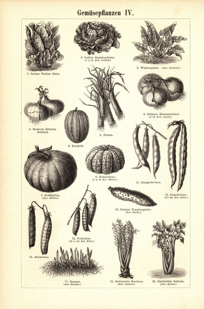 Gemüsepflanzen III-IV.. Buchillustration (Stich) von 1895