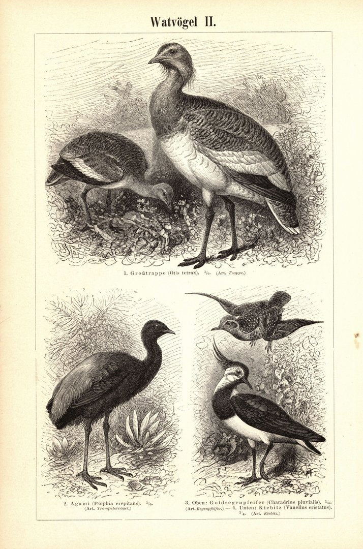 Watvögel I-II. Buchillustration (Stich) von 1897