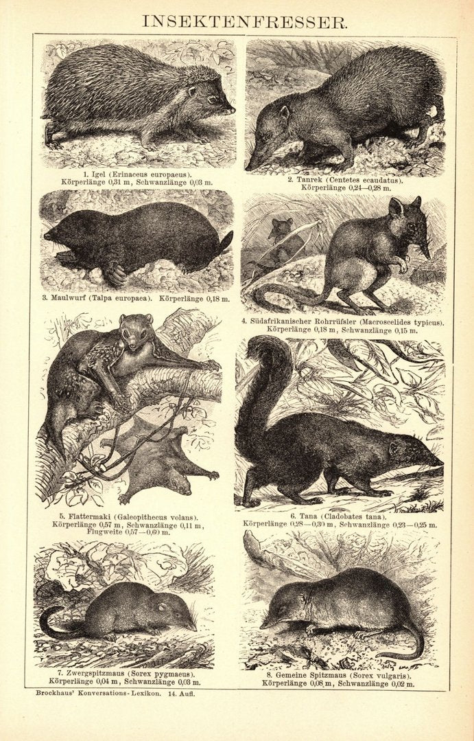 Insektenfresser, Igel, Maulwurf u.a. Buchillustration (Stich) von 1897