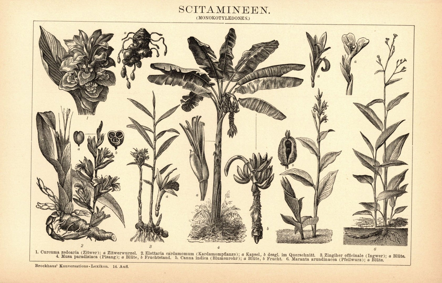 Scitamineen. Buchillustration (Stich) von 1897