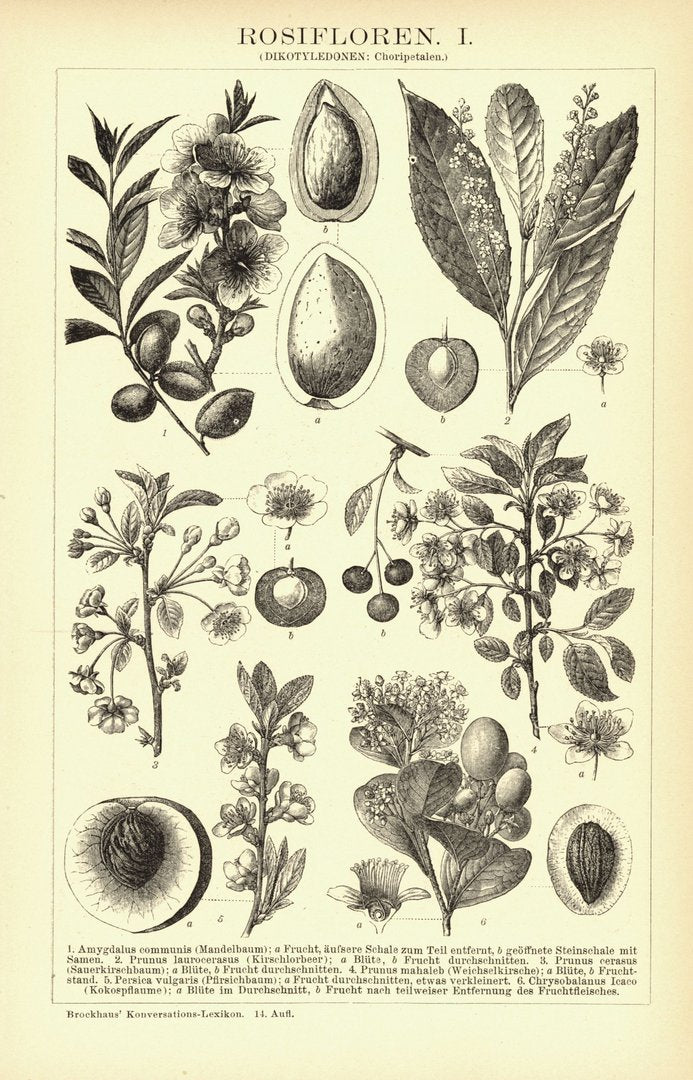 Rosifloren. Buchillustration (Stich) von 1894