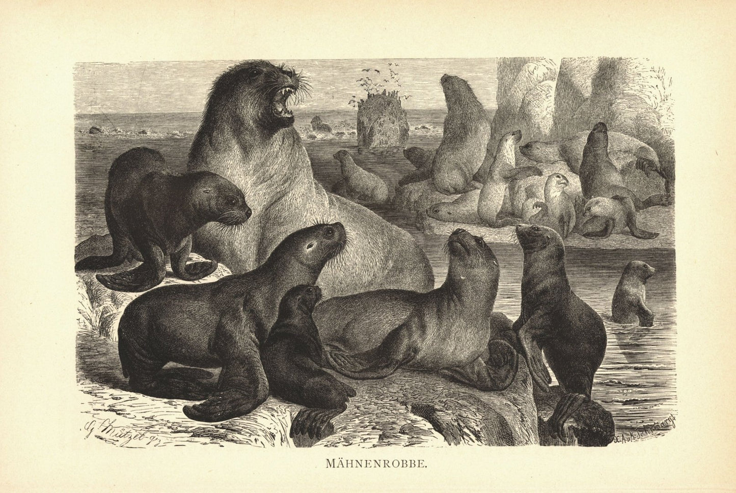 Mähnenrobbe. Buchillustration (Holzschnitt) von 1890