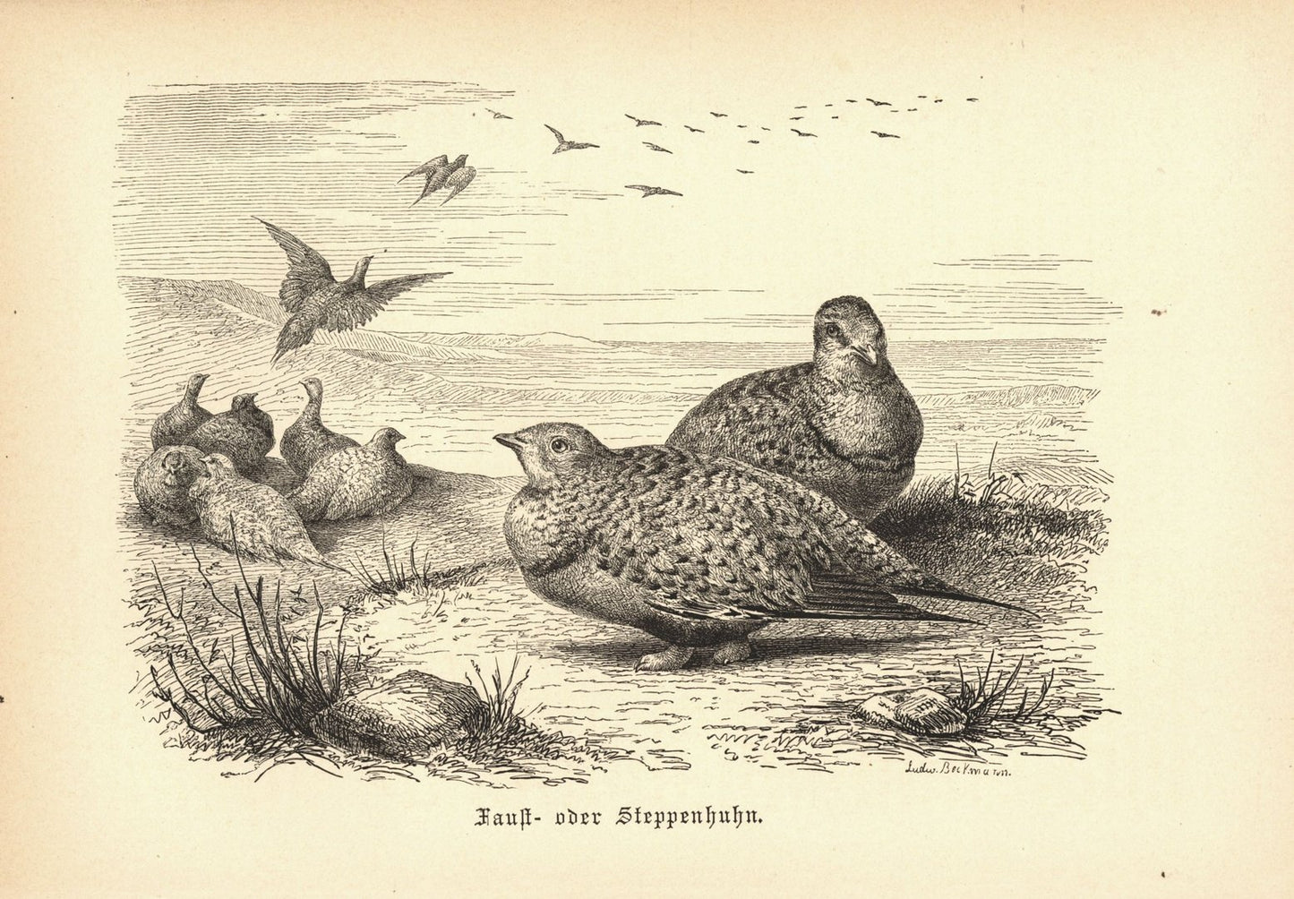 Steppenhuhn, Vogel. Buchillustration (Holzschnitt) von 1890