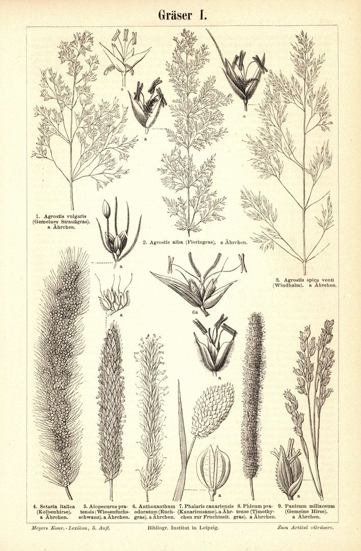 Gräser I-II. Buchillustration von 1895