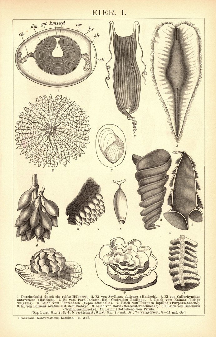 Eier. Buchillustration (Stich) von 1897