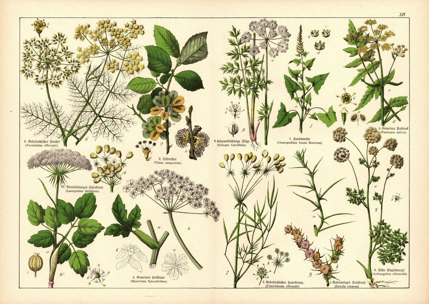 Pflanzen, Petandria Digynia, z.B. Fenchel. Farblithografie von 1887. Tafel 14