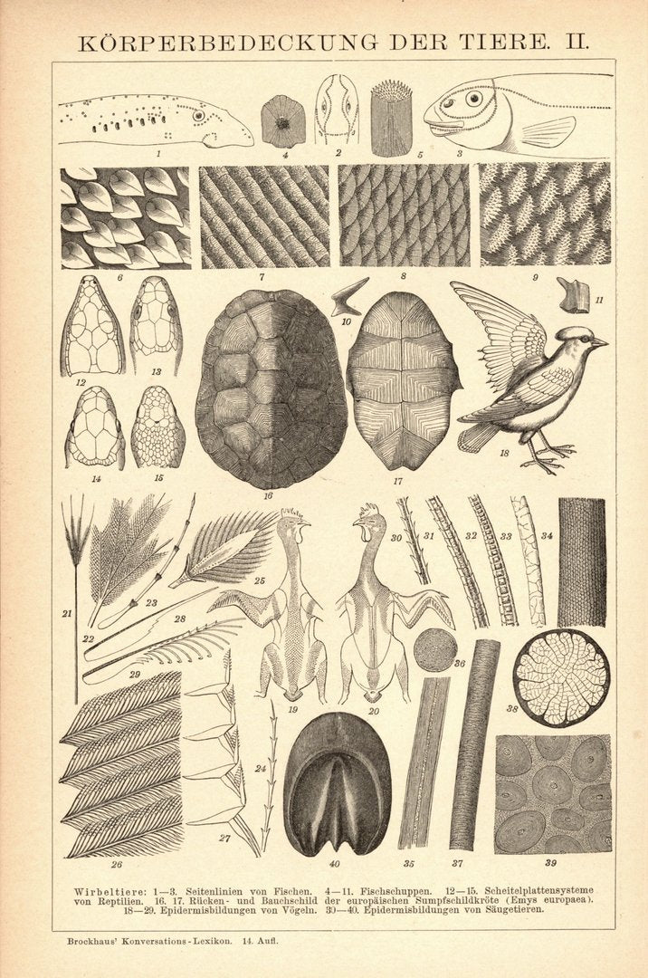 Körperbedeckung der Tiere. Buchillustration (Stich) von 1897