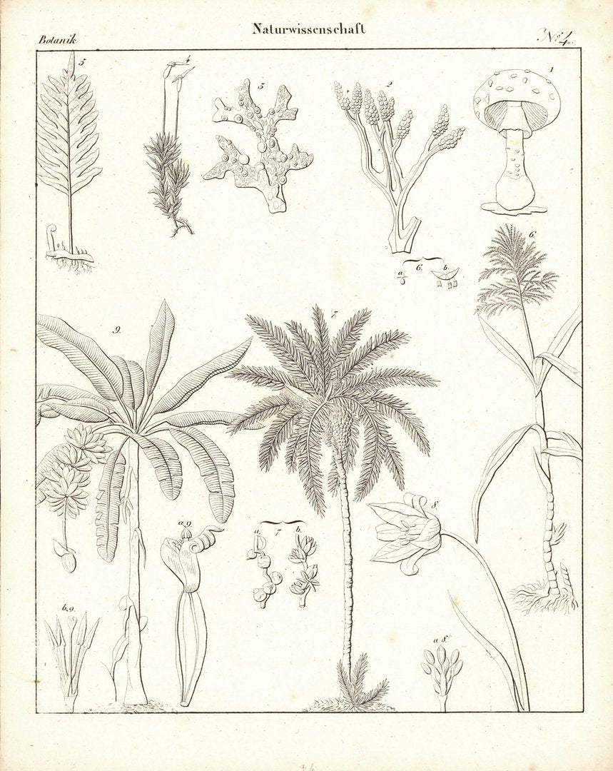 Botanik, Naturwissenschaft Nr. 4. Lithografiertes Blatt von 1830.