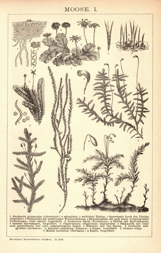 Moose . Buchillustration (Stich) von 1897