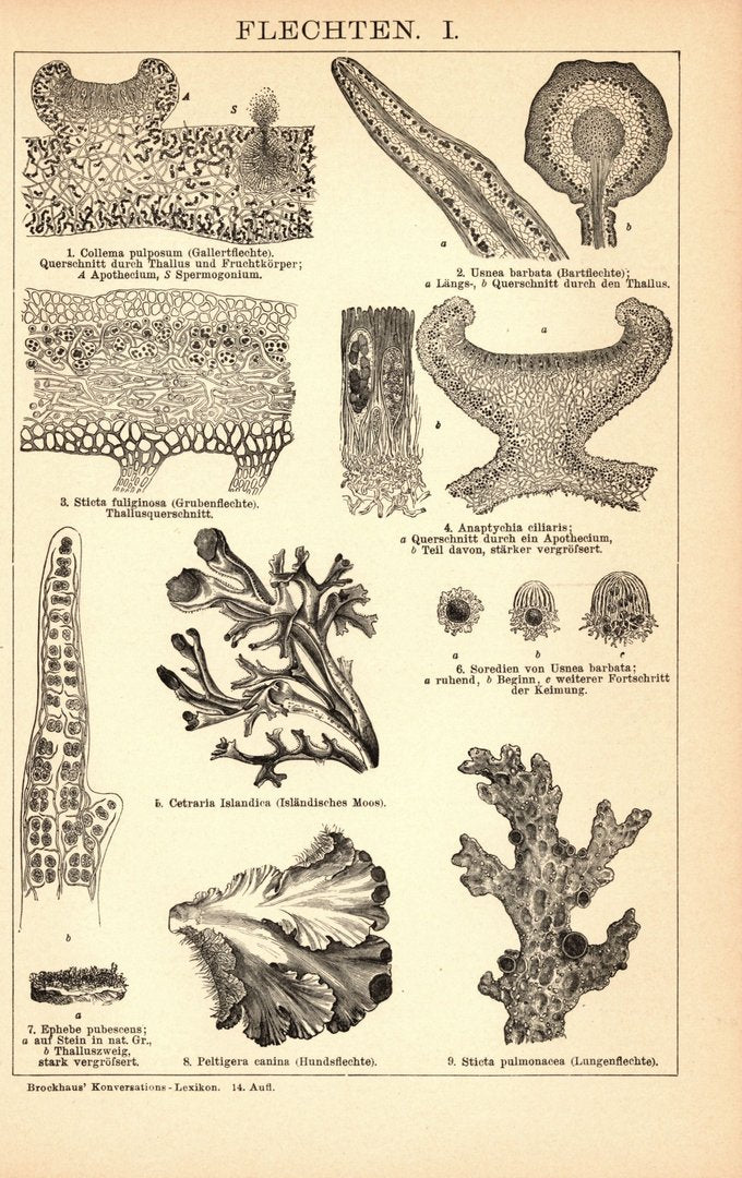 Flechten. Buchillustration (Stich) von 1897