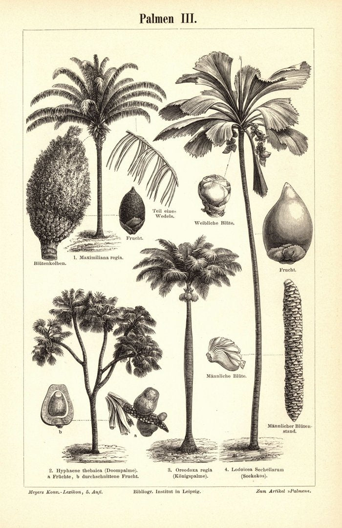 Palmen III-IV. Buchillustration (Stich) von 1897