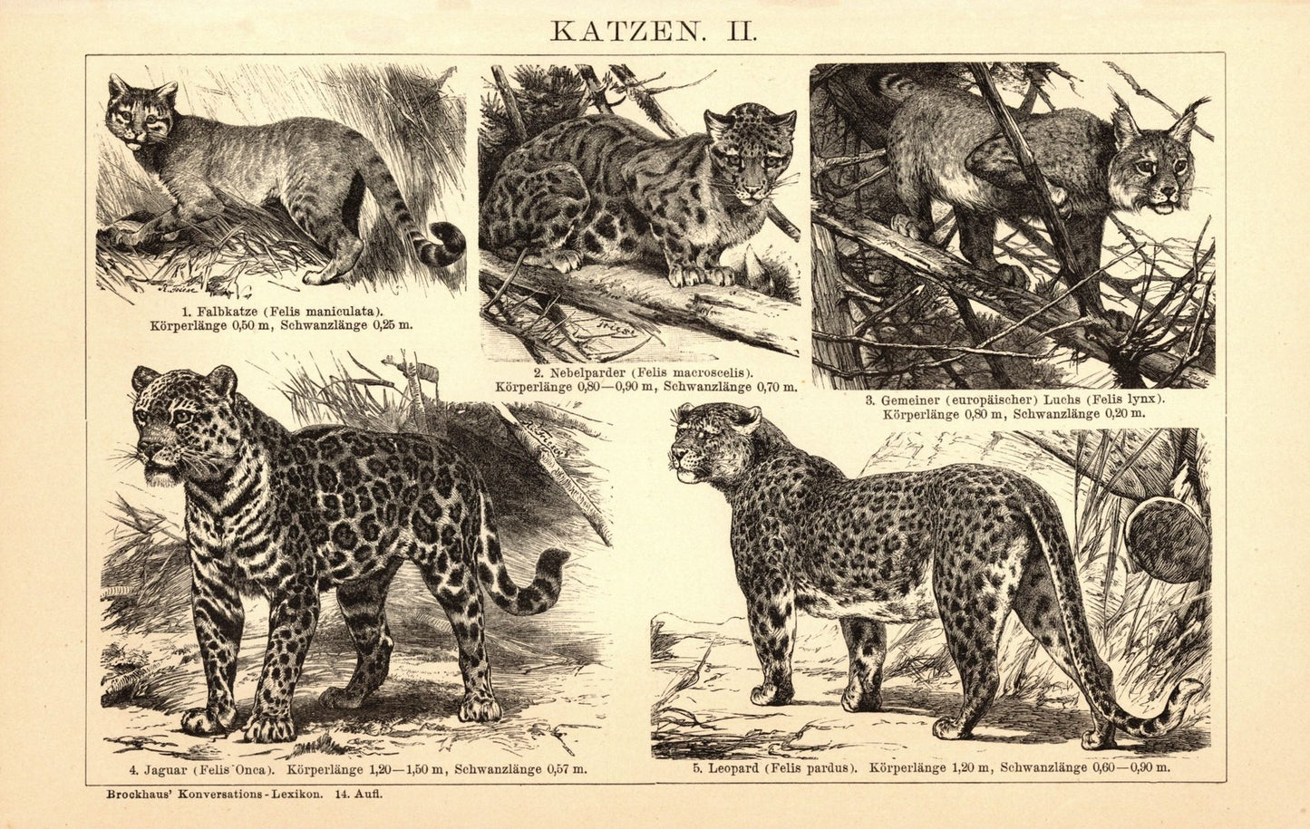 Katzen, Raubkatzen. Buchillustration (Stich) von 1897