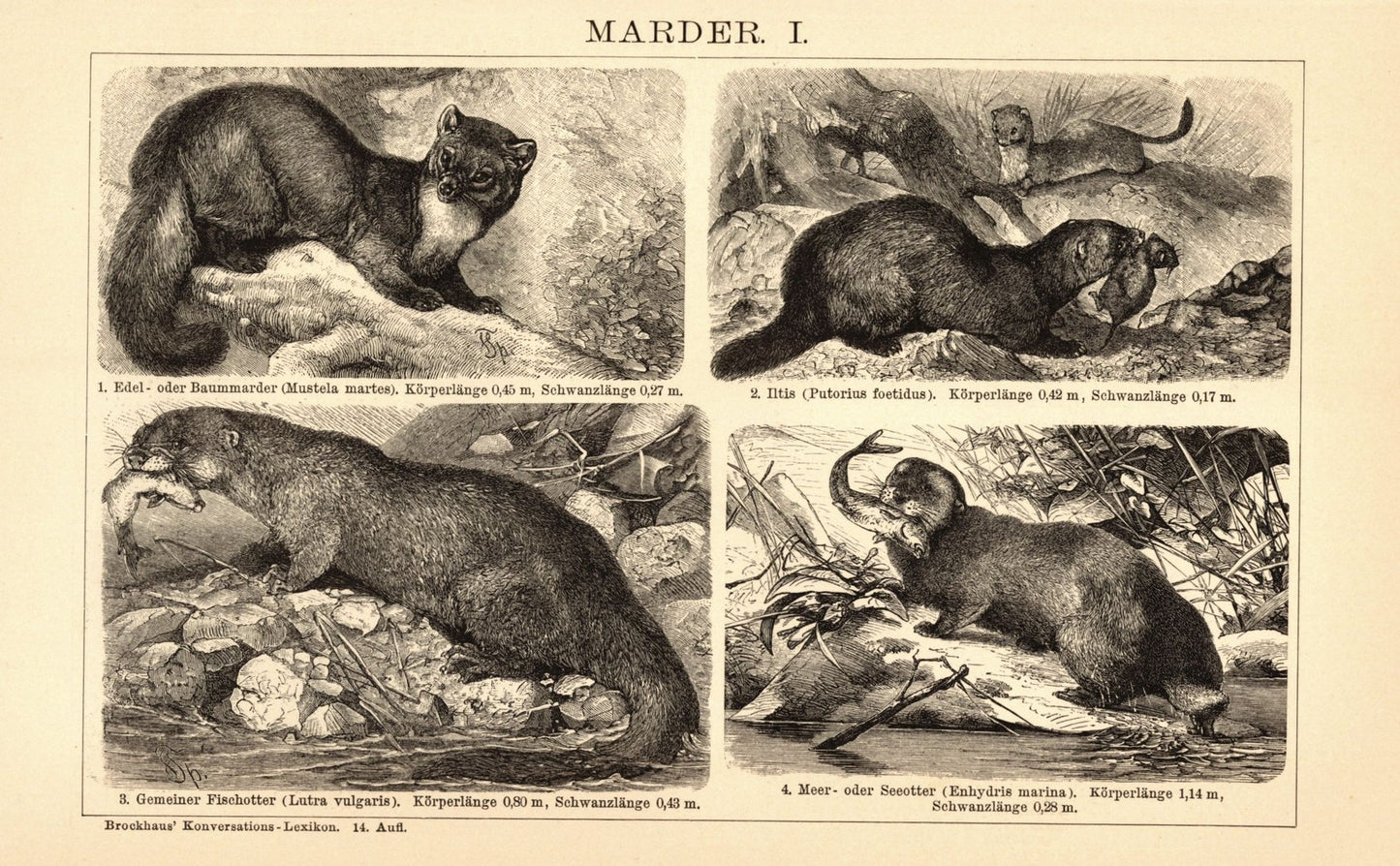 Marder. Buchillustration (Stich) von 1897