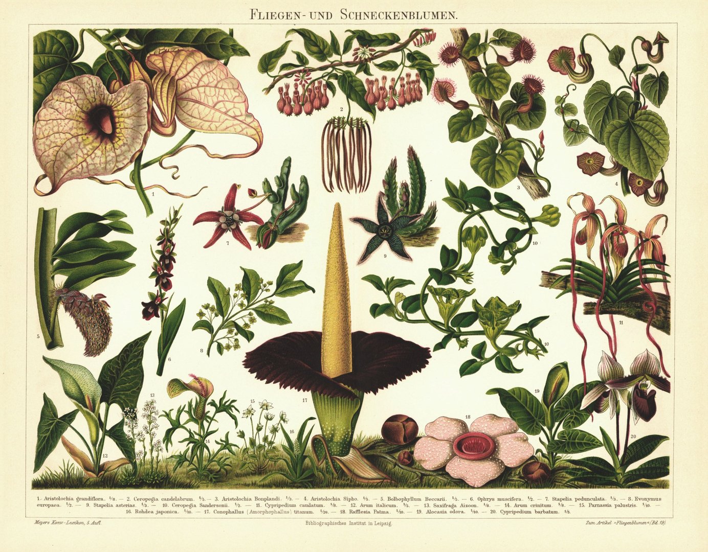 Fliegen- und Schneckenblumen. Lithografie von 1899