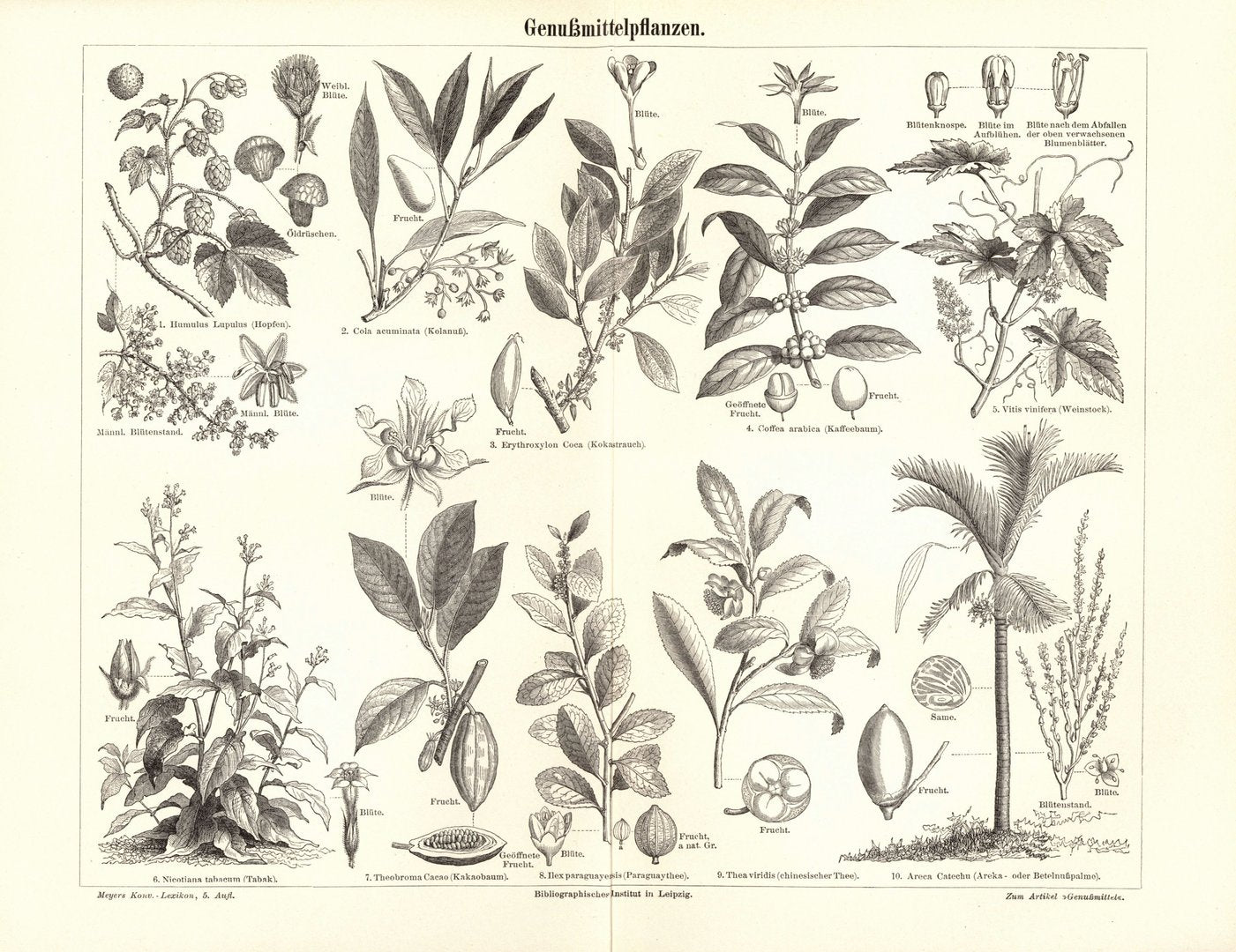 Genussmittelpflanzen. Buchillustration (Stich) von 1895