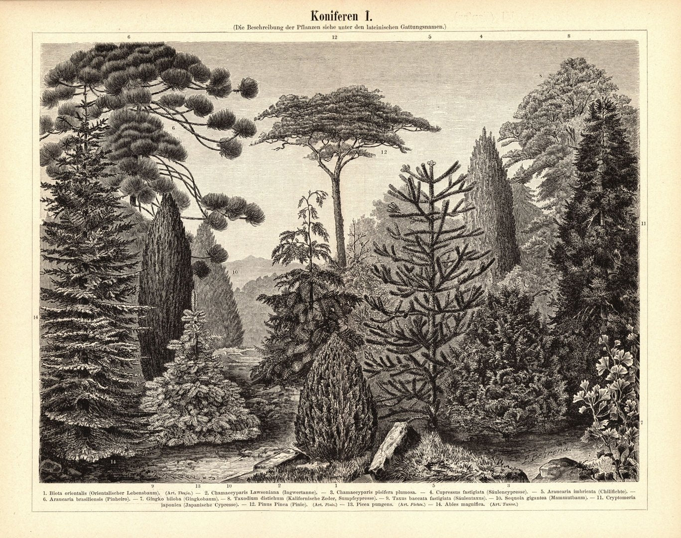 Koniferen. Buchillustration (Stich) von 1896