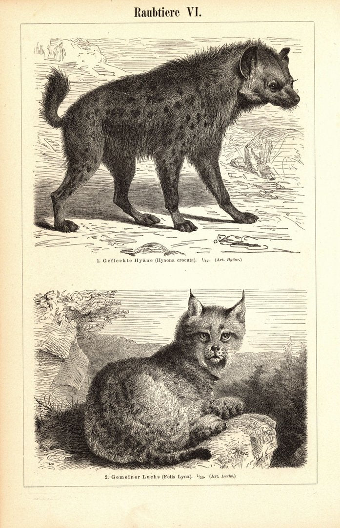 Raubtiere, Löwe, Tiger, Hyäne, Luchs. Buchillustration (Stich) von 1897