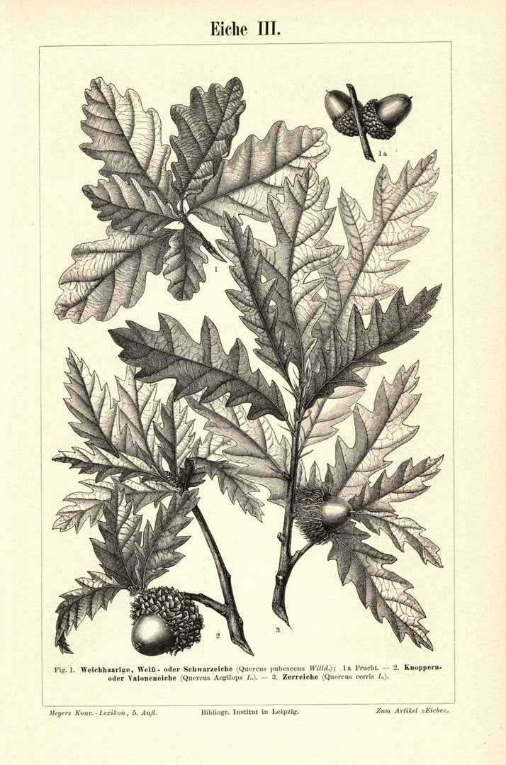 Eiche III-IV. Buchillustration (Stich) von 1895