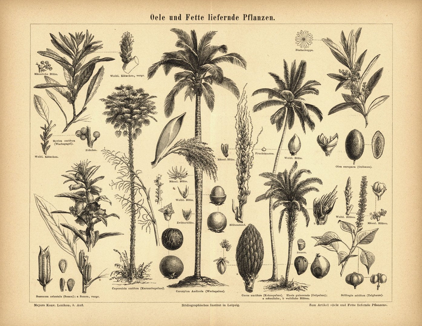 Öle und Fette liefernde Pflanzen. Buchillustration (Stich) von 1877