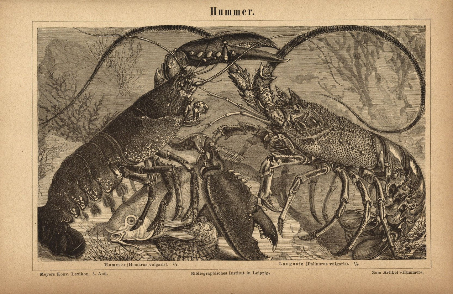 Hummer. Buchillustration (Stich) von 1876