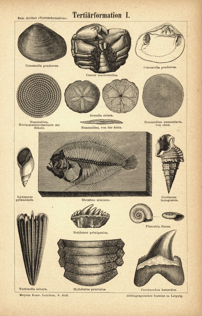 Tertiärformation I. Buchillustration (Stich) von 1878