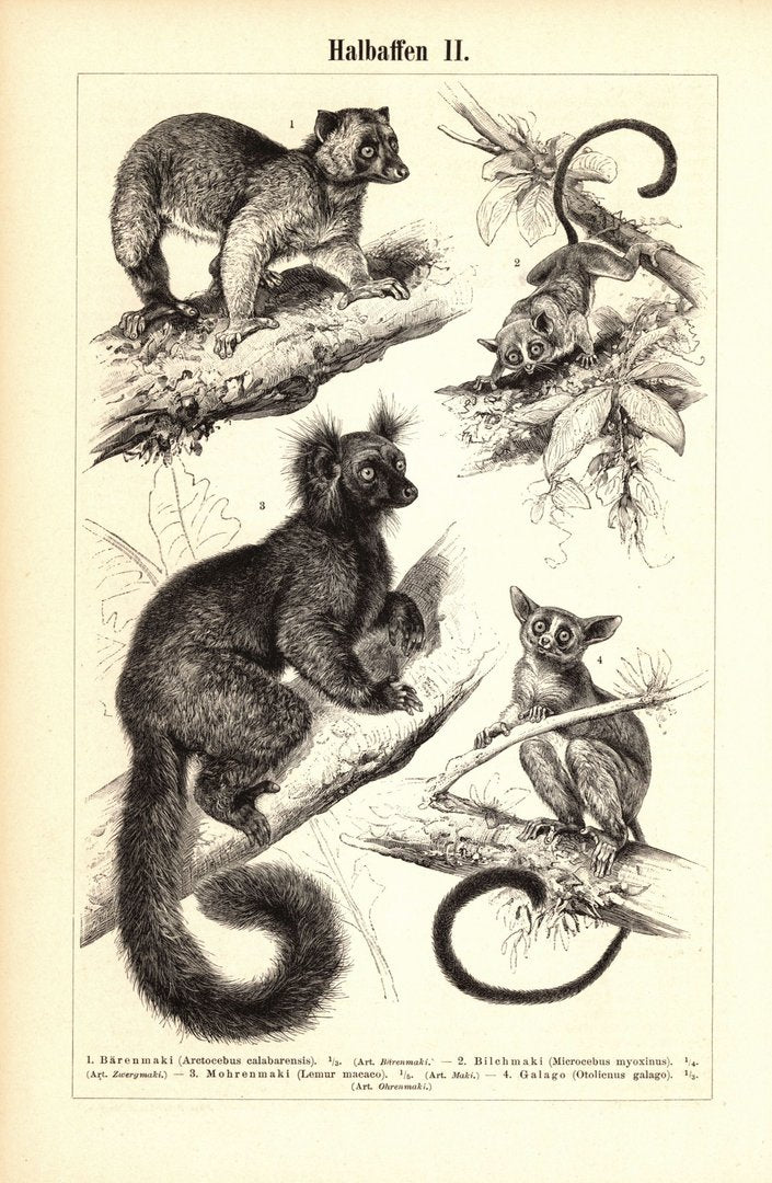 Halbaffen. Buchillustration (Stich) von 1895