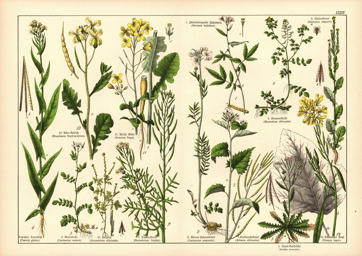 Pflanzen,Tetradynamia siliculosa, z.B. Zahnwurz. Farblithografie von 1887. Tafel 34