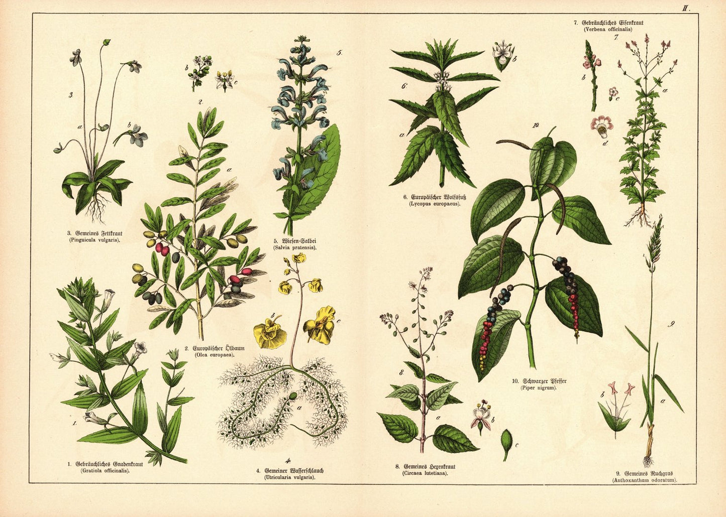Pflanzen, Monandria, z.B. Gnadenkraut. Farblithografie von 1887. Tafel 2