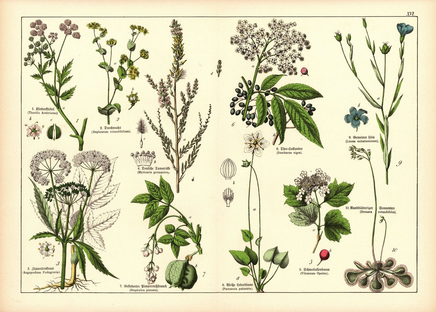 Pflanzen, Doldengewächse , z.B.Hollunder. Farblithografie von 1887. Tafel 16