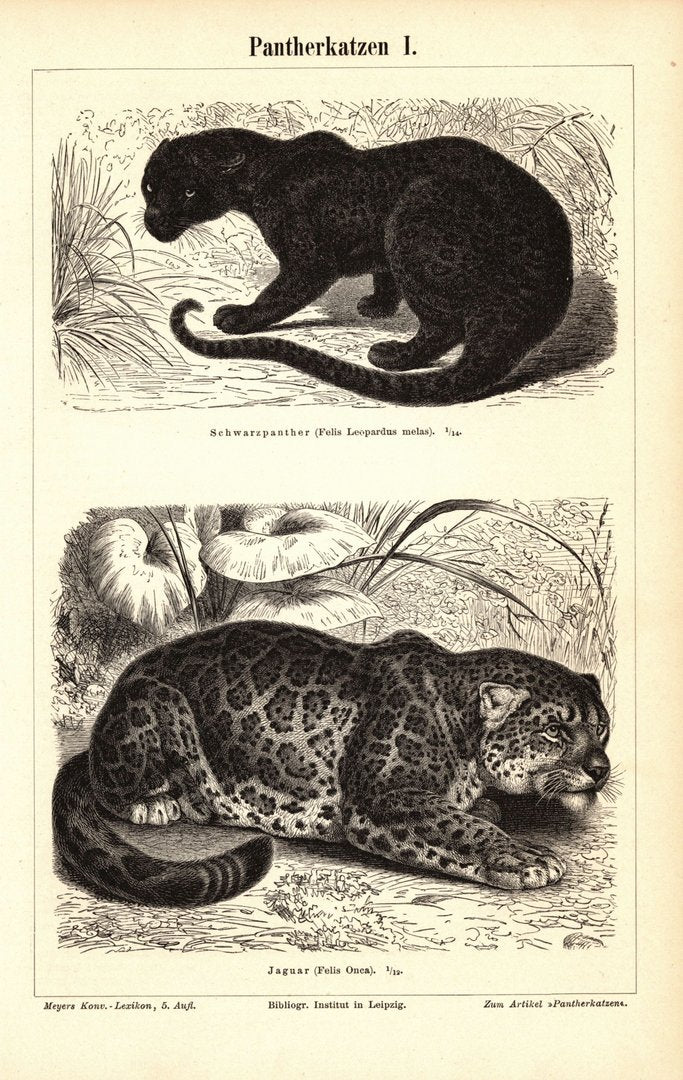 Pantherkatzen. Buchillustration (Stich) von 1897